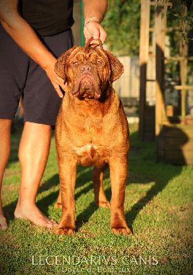 Étalon Dogue de Bordeaux - de force et de confiance Boef