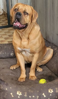 Étalon Dogue de Bordeaux - Valentine de la vallée de Saint Georges