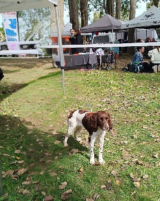 Étalon English Springer Spaniel - Ulia star D'Azur Addict