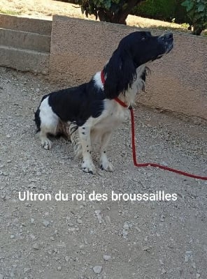 Étalon English Springer Spaniel - Ultron Du Roi Des Broussailles