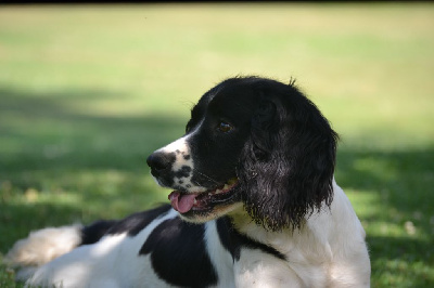 Étalon English Springer Spaniel - Sologne Hunters's Unix