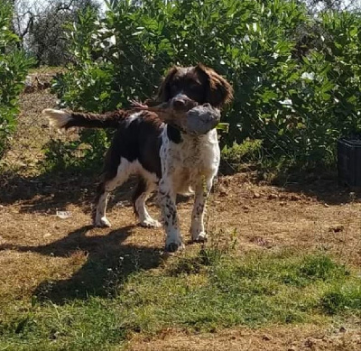 Étalon English Springer Spaniel - Ronney of Killkerrygal