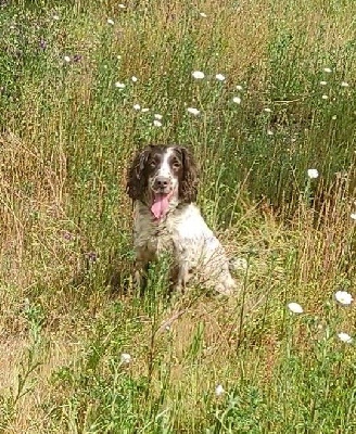 Étalon English Springer Spaniel - Beka del rotmik