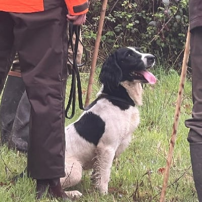 Étalon English Springer Spaniel - Megan del bona
