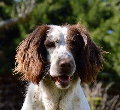 Étalon English Springer Spaniel - Pitch Des Vallées De Galway
