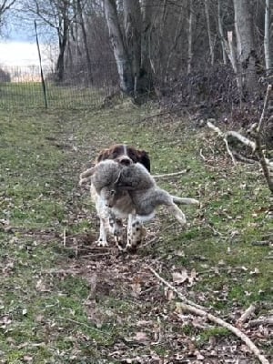 Étalon English Springer Spaniel - Venus des Etangs de Dame Blanche
