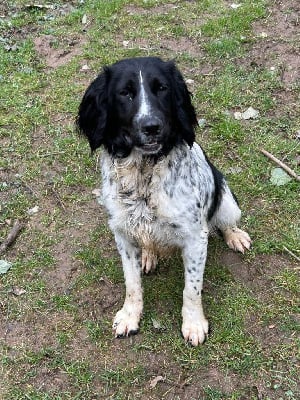 Étalon English Springer Spaniel - Vanille des garrigues de beaulieu