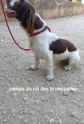 Étalon English Springer Spaniel - Vamps Du Roi Des Broussailles