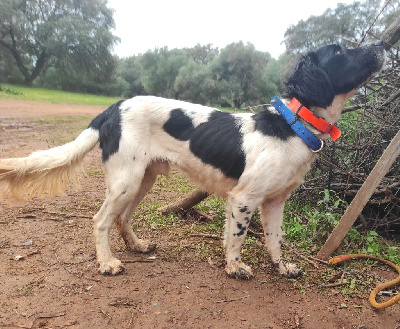 Étalon English Springer Spaniel - Agus d'Alcorcan