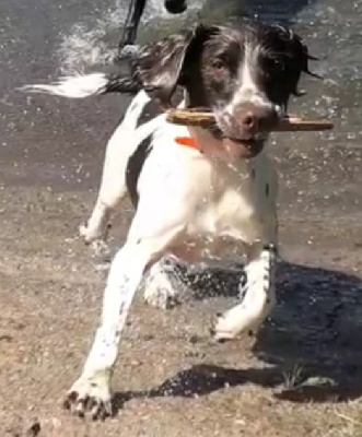 Étalon English Springer Spaniel - Uhne Du parc de beauregard