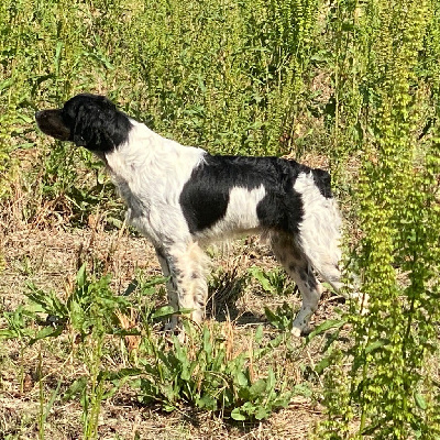 Étalon Epagneul Breton - Tarzan Du domaine de fayet