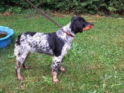Étalon Epagneul Breton - Vitale du moulin de Leuville