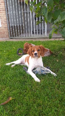 Étalon Epagneul Breton - Usty De La Source Aux Perdrix