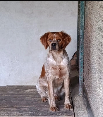 Étalon Epagneul Breton - Gioia (Sans Affixe)