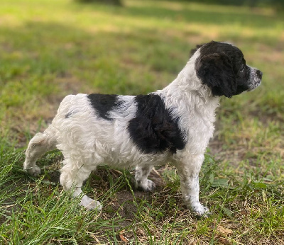 Étalon Epagneul Breton - Aloa Des Landes De Claoury