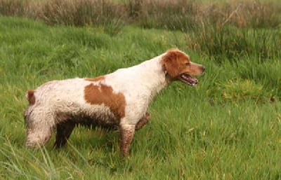 Étalon Epagneul Breton - Rhune Du Pont d'As