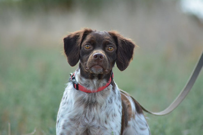Étalon Epagneul Breton - Vignette De La Source Du Bois Bouquet