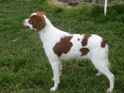 Étalon Epagneul Breton - Nélya Du Vallon De Précy