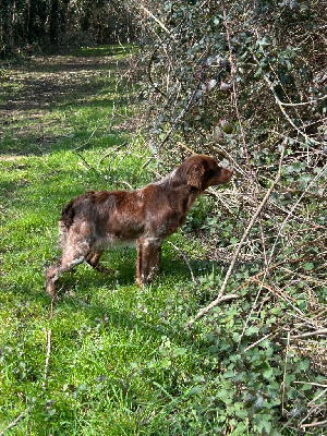Étalon Epagneul Breton - Vicky De Samy-duck