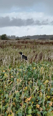 Étalon Epagneul Breton - Urlys du Clos du Grand Lieu