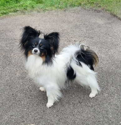 Étalon Epagneul nain Continental (Papillon) - Valkyrie of Piek'Shawi