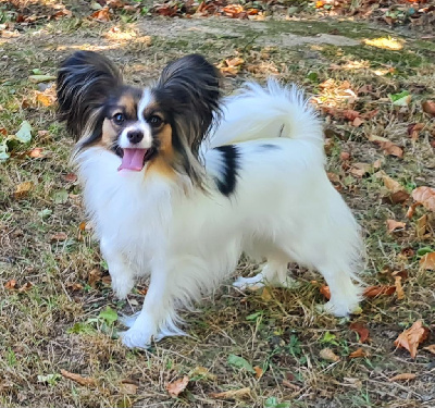 Étalon Epagneul nain Continental (Papillon) - Ivana camélia nera