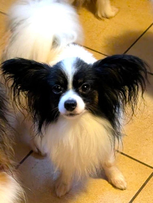 Étalon Epagneul nain Continental (Papillon) - Ulys Des Iles De La Caraïbe