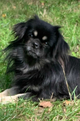 Étalon Epagneul tibetain - Ulani De Nyima Gankis