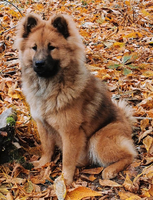 Étalon Eurasier - Utah Du Mistral Normand