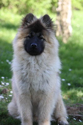Étalon Eurasier - Véga (Sans Affixe)