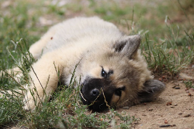 Étalon Eurasier - Adoria dea olympe (Sans Affixe)