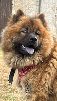 Étalon Eurasier - Tanook (Sans Affixe)