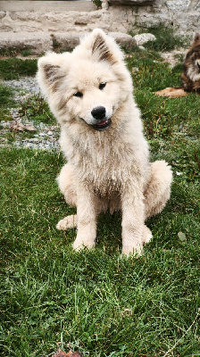 Étalon Eurasier - Ayla Des Terres Vagabondes