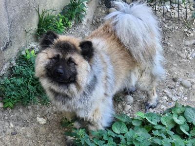 Étalon Eurasier - Totoro twenty Des crinières de feu