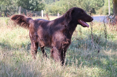 Étalon Flat Coated Retriever - Bielsko red and black retriever