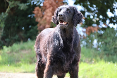 Étalon Flat Coated Retriever - Paska du haut de la Girauderie