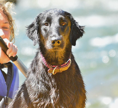 Étalon Flat Coated Retriever - R'minia De Métalshaper