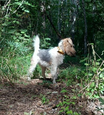 Étalon Fox Terrier Poil Dur - Volta de la meute champenoise