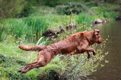 Étalon Golden Retriever - thorn mill Velvet orange