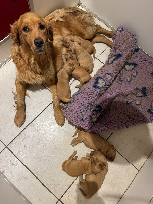 Étalon Golden Retriever - Urielle de la douce folie