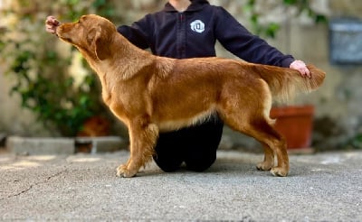 Étalon Golden Retriever - Vicky Of Hawkchurch Cottage