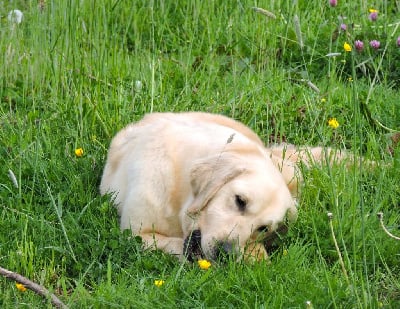Étalon Golden Retriever - So cute de la Gabrière