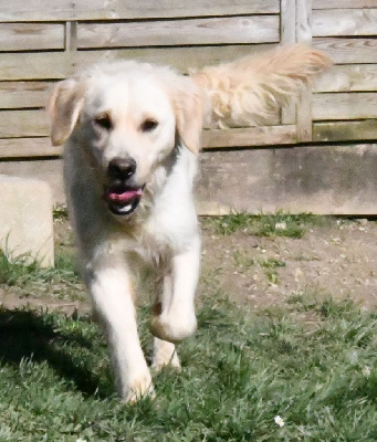 Étalon Golden Retriever - Smoothie Des Collines D'Evereven