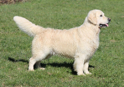 Étalon Golden Retriever - terra di siena Blowin'in the wind