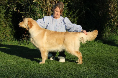 Étalon Golden Retriever - Victory reigns on dreamfyre Of Pelennor Fields