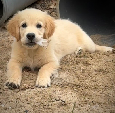Étalon Golden Retriever - Artist De La Douce Source