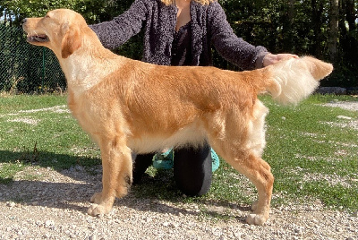 Étalon Golden Retriever - Catch The Dream Urban legend