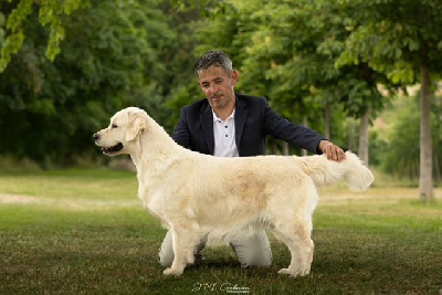 Étalon Golden Retriever - Great expectation laster gold