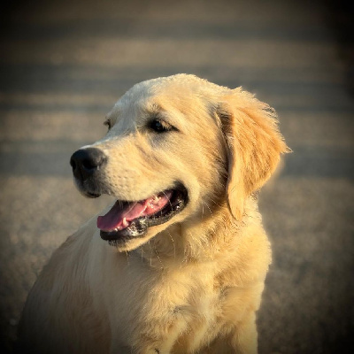 Étalon Golden Retriever - Like (aïka) Of Happy Golden Valley