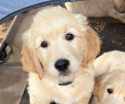 Étalon Golden Retriever - Atlas Des Bisous Fous
